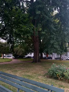 A picture of a park with redish path and a large tree in the center.