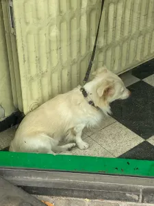 A small beige dog waiting at the entrance of a shop next to a heater.