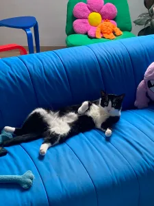 Tsuki, my tuxedo cat is laying on it's back, looking straight at the camera with chocked eyes. He's laying on a blue sofa and you can see a small blue coffee table and a green armchair in the background.