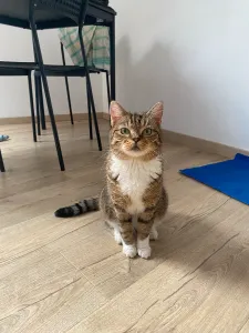 Matcha, my tiny tabby cat sitting neatly and looking straiht at the camera.