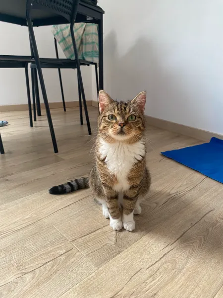 Matcha, my tiny tabby cat sitting neatly and looking straiht at the camera.