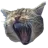 The head of Matcha, my tabby cat, yawning big time.