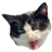 The head of Tsuki, my tuxedo cat, roaring at me angrily.