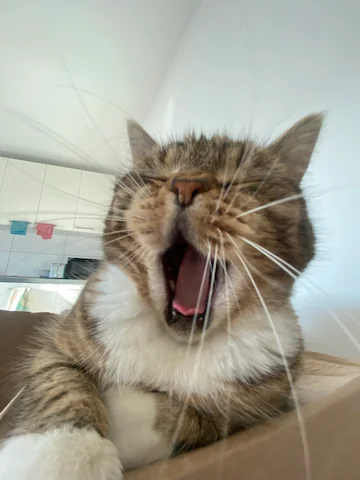My cat Matcha yawning from up close. She's a tiny tabby cat.