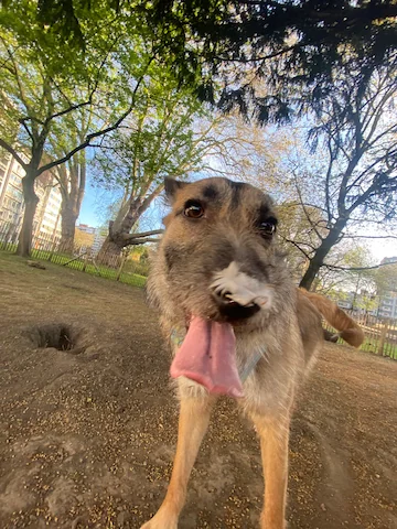 My dog Neko in the park. She's coming towards the camera with her tongue sticking and a white feather on her nose. She's a medium size black and brown dog.