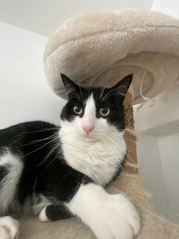 My cat Tsuki in a 0.5x lens laying on the cat tree. He's a tuxedo boy.