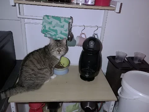 Matcha, my tabby cat, sitting in front of her kibble bowl with a disgruntled face.