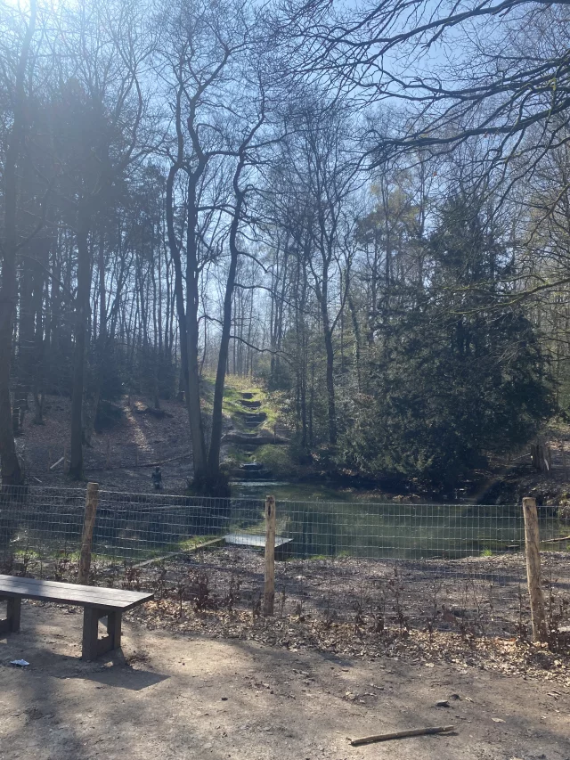 A pond in the woods with a bench in the front left of the picture.