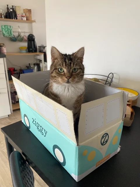 My cat matcha, sitting in a box styled to look like a VW van.
