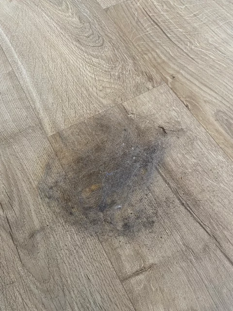A large ball of pet hair and dust collected on my floor.