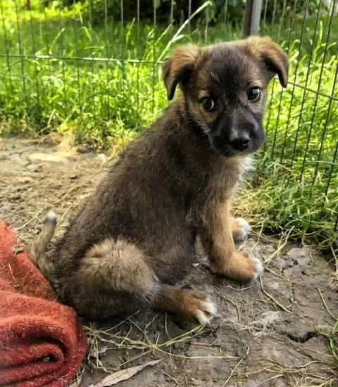My dog neko in Romania when she was 2-3 months old.