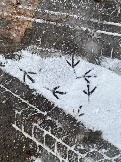 Moorhen or pigeon toe prints in the snow.