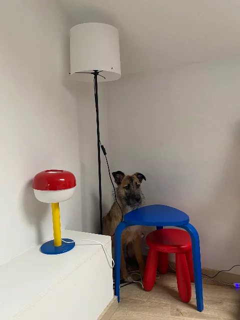 My dog Neko, sitting behind 2 stools stuck in the corner of my living room.