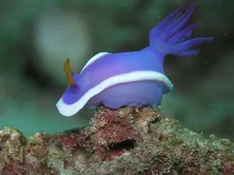 A white and purple sea slug vibing on a little rock.
